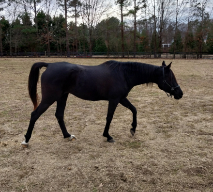 HorseID: 2311958 Shakila Shahar - PhotoID: 1096953