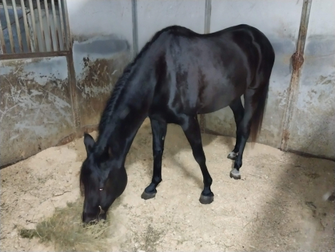 HorseID: 2311958 Shakila Shahar - PhotoID: 1096954