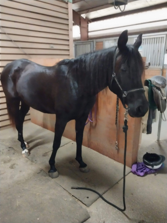 HorseID: 2311958 Shakila Shahar - PhotoID: 1096955