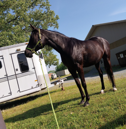 HorseID: 2311958 Shakila Shahar - PhotoID: 1096956