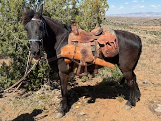 HorseID: 2311962 Jake - PhotoID: 1096967