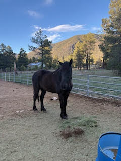 HorseID: 2311962 Jake - PhotoID: 1096968