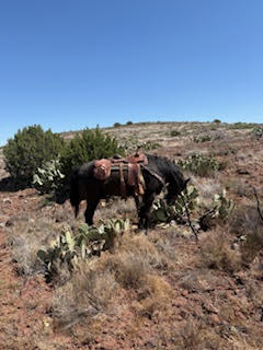 HorseID: 2311962 Jake - PhotoID: 1096969