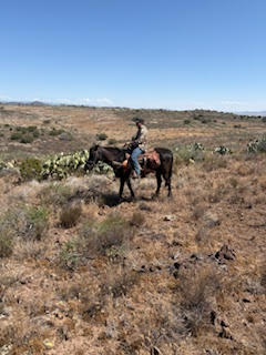HorseID: 2311962 Jake - PhotoID: 1096970