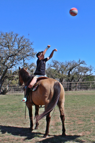 HorseID: 2311963 Dusty - PhotoID: 1096976