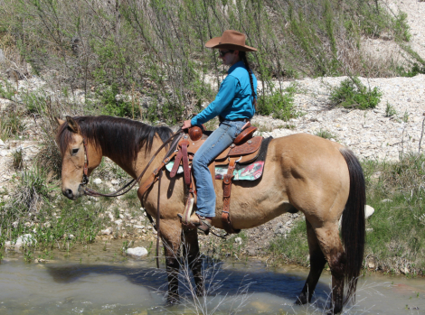 HorseID: 2311963 Dusty - PhotoID: 1096977