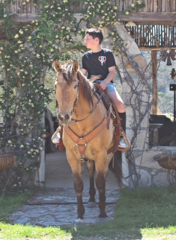 HorseID: 2311963 Dusty - PhotoID: 1096978