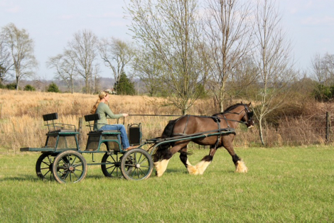 HorseID: 2311965 Ace of Spades - PhotoID: 1096979