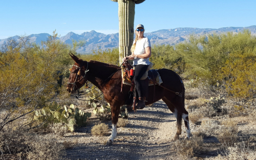 HorseID: 2311966 Sweet - PhotoID: 1096980