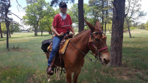 HorseID: 2311966 Sweet - PhotoID: 1096981