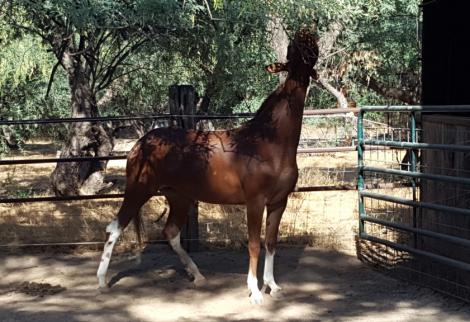 HorseID: 2311966 Sweet - PhotoID: 1096982