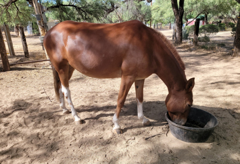 HorseID: 2311966 Sweet - PhotoID: 1096983