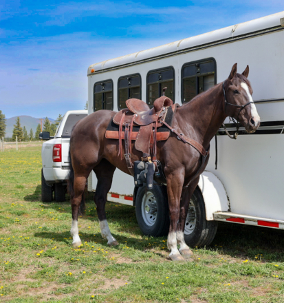 HorseID: 2311968 TG Stoli Artful Silk - PhotoID: 1096988