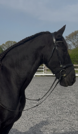 HorseID: 2311971 Koel van Wauw - PhotoID: 1096990