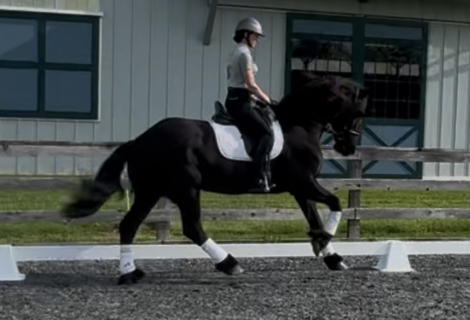 HorseID: 2311971 Koel van Wauw - PhotoID: 1096991