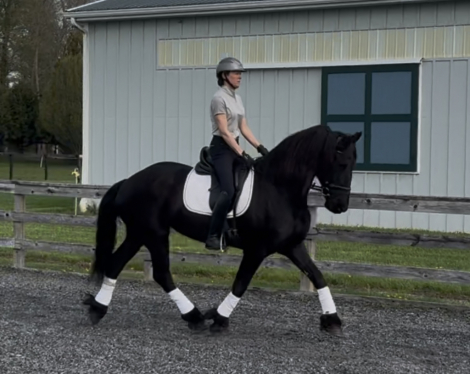 HorseID: 2311971 Koel van Wauw - PhotoID: 1096992