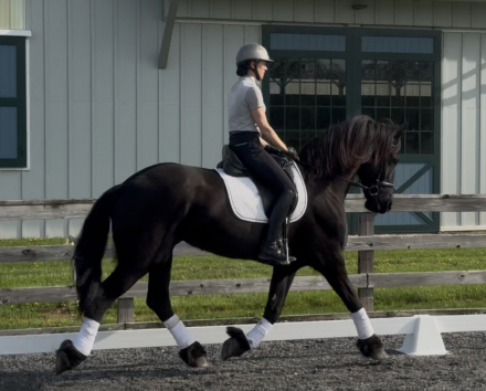 HorseID: 2311971 Koel van Wauw - PhotoID: 1096993