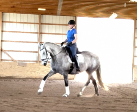 HorseID: 2311974 Lilly - PhotoID: 1096996