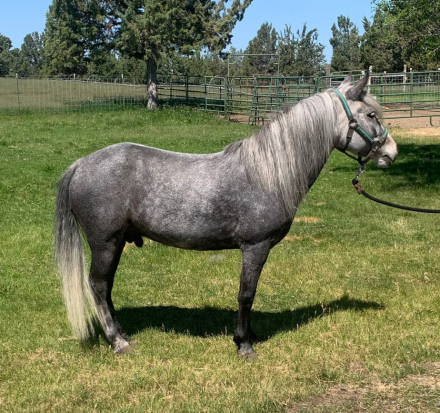 HorseID: 2311976 Rocky - PhotoID: 1096997