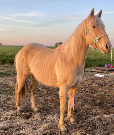 HorseID: 2311979 WHISKEY - PhotoID: 1096998