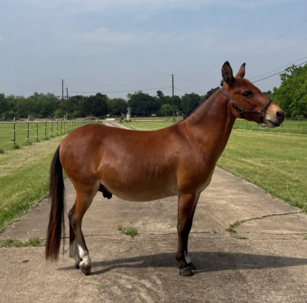 HorseID: 2311989 Henry - PhotoID: 1097005