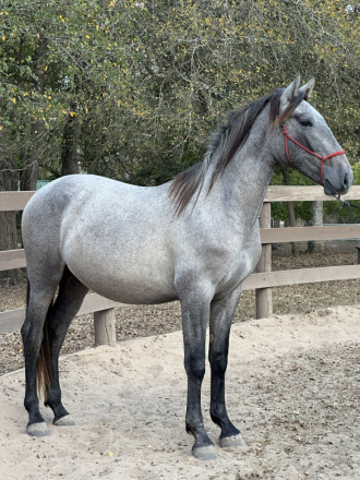 HorseID: 2311991 Tornado de Maria - PhotoID: 1097006