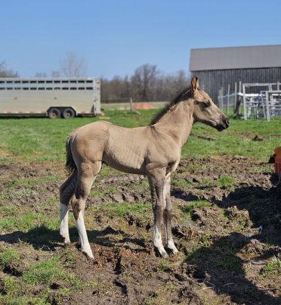 HorseID: 2311992 Tiger - PhotoID: 1097007