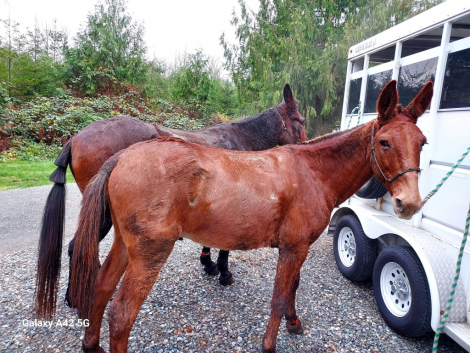 HorseID: 2311993 Red Max - PhotoID: 1097008