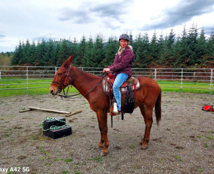 HorseID: 2311993 Red Max - PhotoID: 1097052