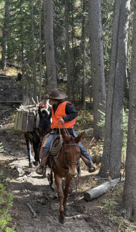 HorseID: 2311993 Red Max - PhotoID: 1097054