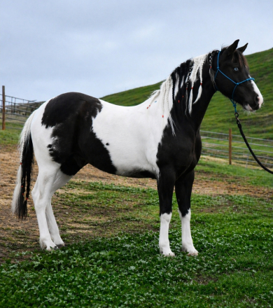 HorseID: 2312000 Laurent Van Teeuwis - PhotoID: 1097011