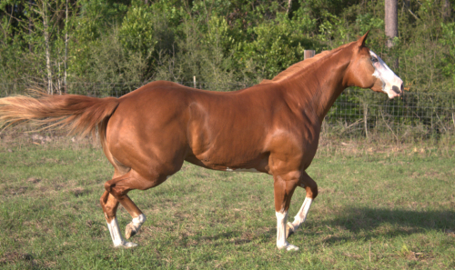 HorseID: 2312002 Sheez So Fancy - PhotoID: 1097013