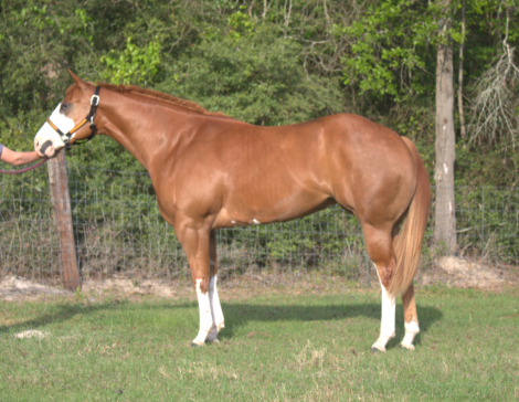 HorseID: 2312002 Sheez So Fancy - PhotoID: 1097014