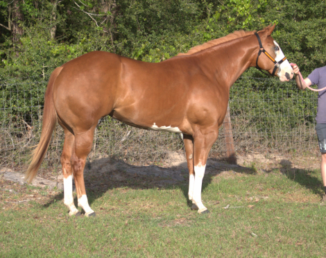 HorseID: 2312002 Sheez So Fancy - PhotoID: 1097015