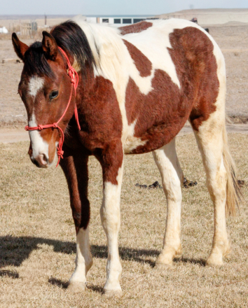 HorseID: 2312004 WHO DAT SHINY CAT - PhotoID: 1097016
