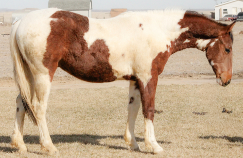 HorseID: 2312004 WHO DAT SHINY CAT - PhotoID: 1097017