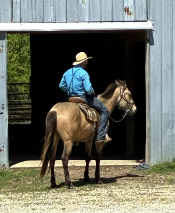 HorseID: 2312005 Poco Cutter Leroy - PhotoID: 1097018
