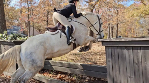 HorseID: 2312012 GrayHawk. Almost 2 hours of videos IN AD.  Vetted. - PhotoID: 1097023