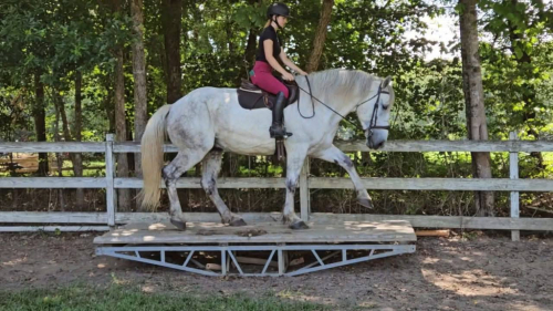 HorseID: 2312012 GrayHawk. Almost 2 hours of videos IN AD.  Vetted. - PhotoID: 1097024