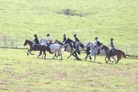 HorseID: 2312012 GrayHawk. Almost 2 hours of videos IN AD.  Vetted. - PhotoID: 1097026