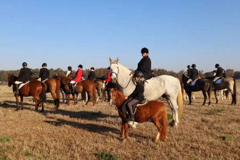 HorseID: 2312012 GrayHawk. Almost 2 hours of videos IN AD.  Vetted. - PhotoID: 1097028