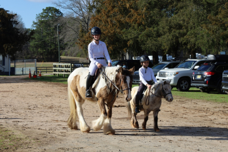 HorseID: 2312014 FoxHunted Obstacles Kids Jumps Drives VIDEO/VETTED - PhotoID: 1097034