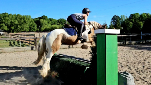 HorseID: 2312014 FoxHunted Obstacles Kids Jumps Drives VIDEO/VETTED - PhotoID: 1097036
