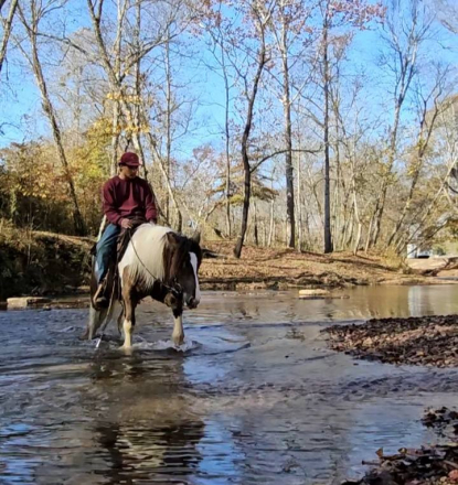 HorseID: 2312014 FoxHunted Obstacles Kids Jumps Drives VIDEO/VETTED - PhotoID: 1097038