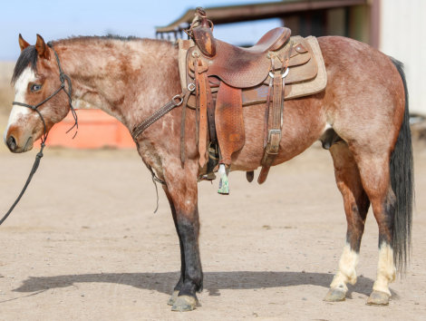 HorseID: 2312016 CSR HESA WHISKEY VERSE - PhotoID: 1097030