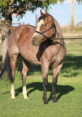HorseID: 2312016 CSR HESA WHISKEY VERSE - PhotoID: 1097031