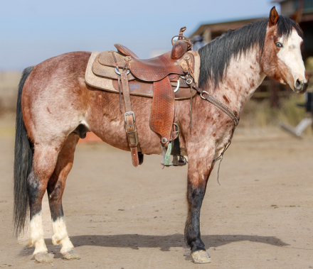 HorseID: 2312016 CSR HESA WHISKEY VERSE - PhotoID: 1097033