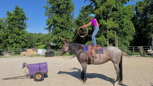 HorseID: 2312017 PERFECT Fox Hunted, Obstacles Bridleless, Beginner - PhotoID: 1097043