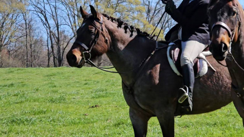 HorseID: 2312017 PERFECT Fox Hunted, Obstacles Bridleless, Beginner - PhotoID: 1097044