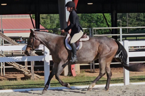 HorseID: 2312017 PERFECT Fox Hunted, Obstacles Bridleless, Beginner - PhotoID: 1097045